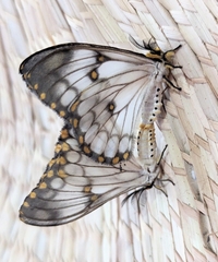 Pseudaphelia apollinaris