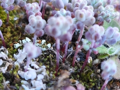 Sedum pedicellatum