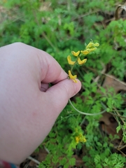 Corydalis
