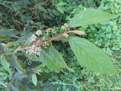 Callicarpa formosana formosana
