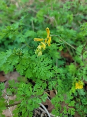 Corydalis
