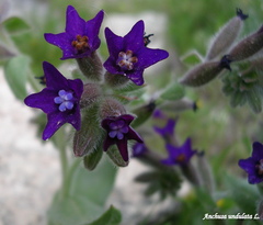 Anchusa undulata