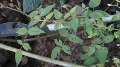 Rubus croceacanthus