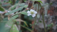Rubus croceacanthus