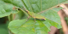 Tagasta marginella