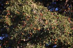 Xanthocercis zambesiaca