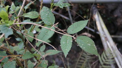 Rubus croceacanthus