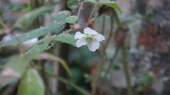 Rubus croceacanthus