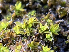 Syntrichia