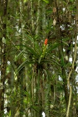 Guzmania monostachia