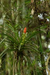 Guzmania monostachia