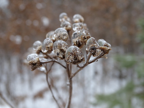 Tanacetum vulgare iNat (3)