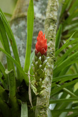 Guzmania monostachia