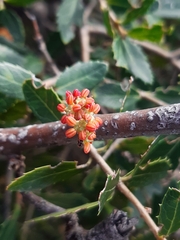 Ceratonia siliqua