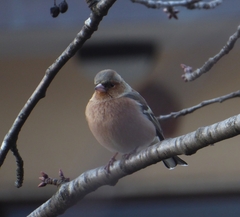 Fringilla coelebs