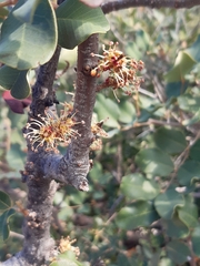 Ceratonia siliqua