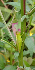 Oxya japonica