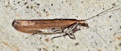 Ypsolopha ochrella