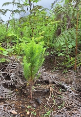 Widdringtonia whytei