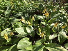 Erythronium americanum