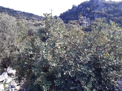 Ceratonia siliqua