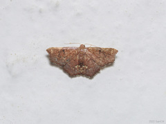 Enispa eosarialis