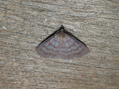 Rhynchodina molybdota