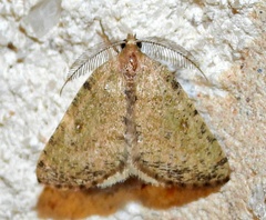 Numia minima
