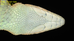 Takydromus amurensis