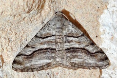 Digrammia pallorata