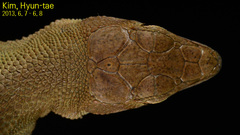 Takydromus amurensis