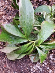 Helleborus orientalis