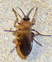 Forcipomyia