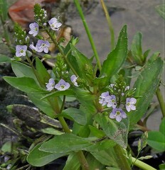 Veronica anagallis-aquatica anagallis-aquatica