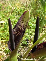 Arum dioscoridis