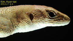 Takydromus amurensis