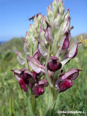 Anacamptis coriophora