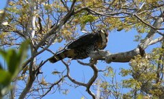 Spizaetus ornatus