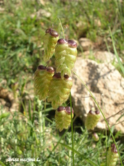 Briza maxima