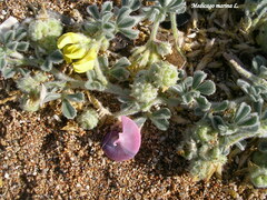 Medicago marina