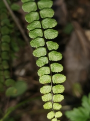 Asplenium trichomanes trichomanes