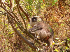 Semnopithecus schistaceus