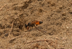Sphex funerarius