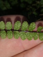 Asplenium trichomanes trichomanes
