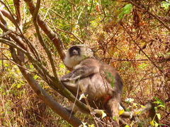 Semnopithecus schistaceus