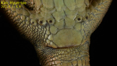 Takydromus amurensis