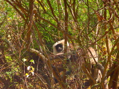 Semnopithecus schistaceus