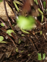 Asplenium trichomanes trichomanes