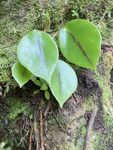 Begonia ampla