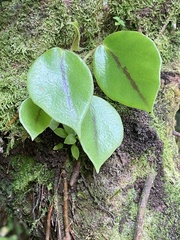 Begonia ampla image
